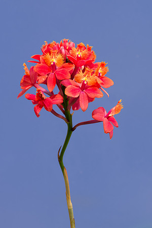 Single red flower