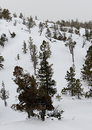Trees in the snow