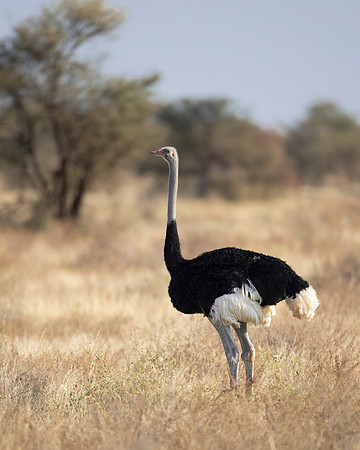 Somali Ostrich
