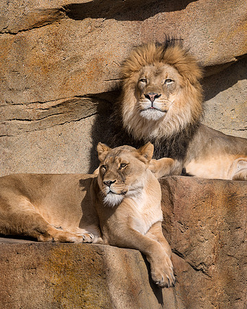 Lions on the ledge