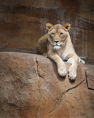 Lioness