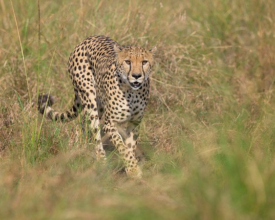 Cheetah