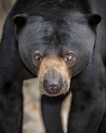 Sun bear