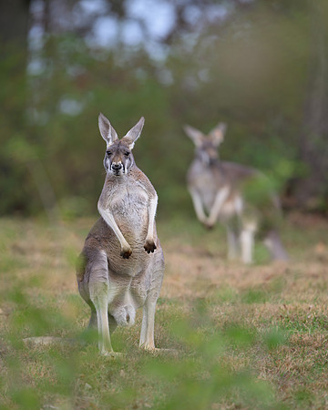 Kangaroo