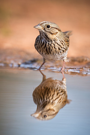 Sparrow