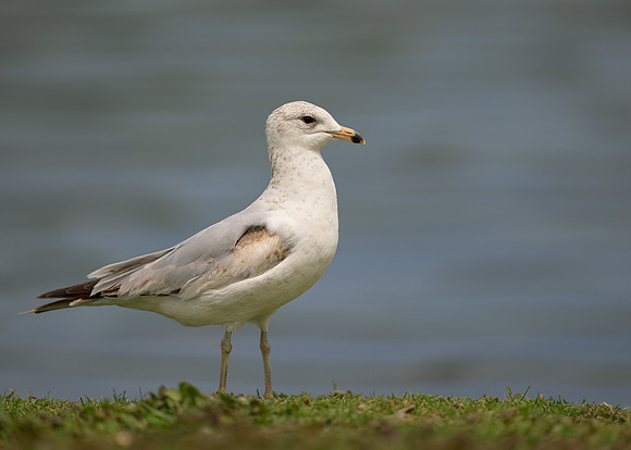Gull