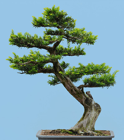 Japanese Yew