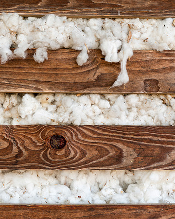 Cotton
