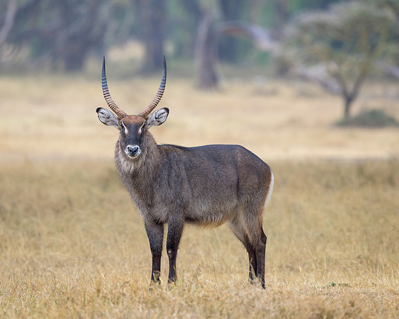 Waterbuck