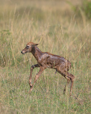 Baby's First Steps