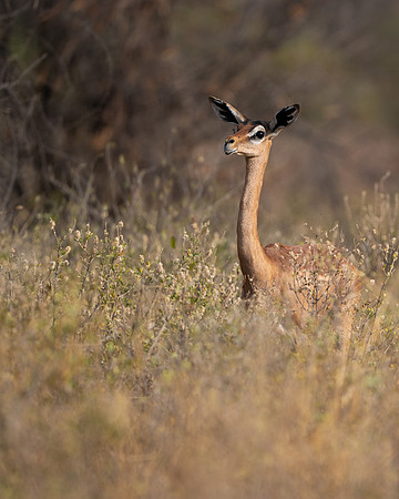 Gerenuk
