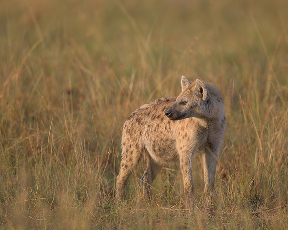 Spotted Hyena