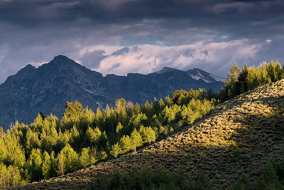 Treeline