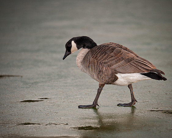 Canada goose