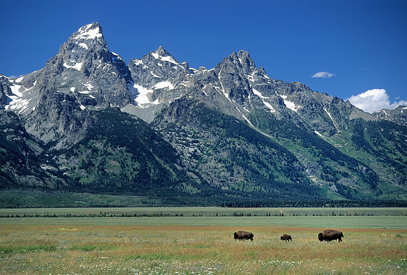 Bison