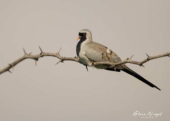 Bird on Branch
