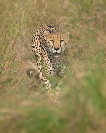 Cheetah