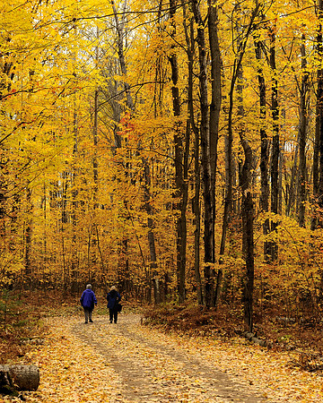 Forest trail