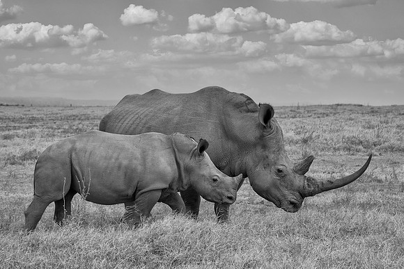White Rhinoceroses