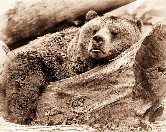 Sleep like a log