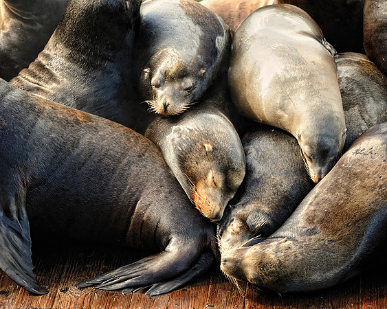 Sleeping sea lions