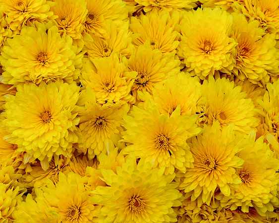 Yellow mums