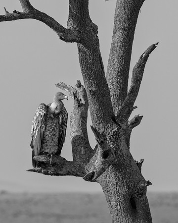 Rüppell’s Griffon Vulture