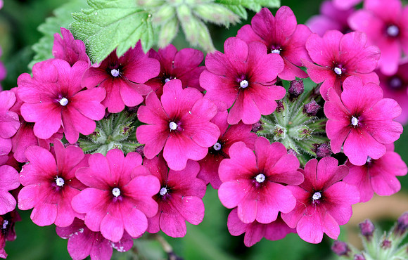 Superbena Burgundy Garden Verbena