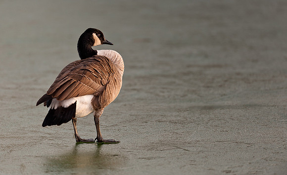 Canada goose