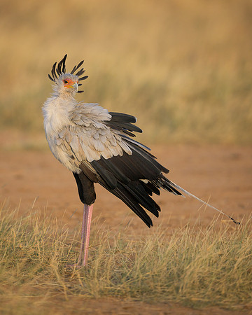 Secretarybird
