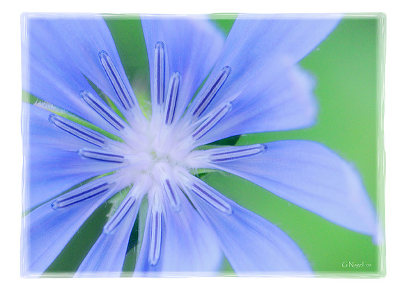 Blue flower