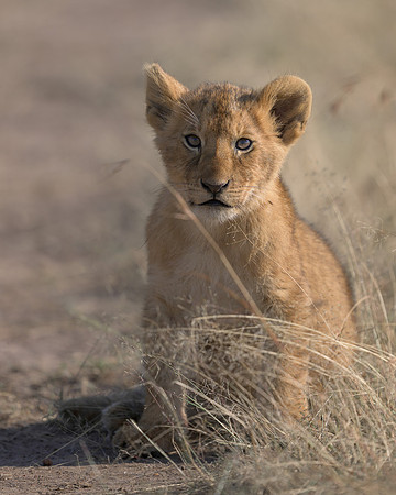 Lion Cub