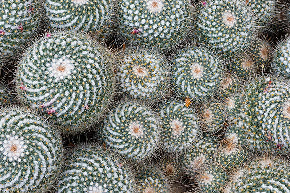 Cactus balls