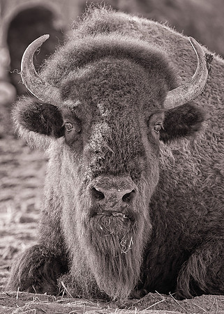 American bison (B&W version)