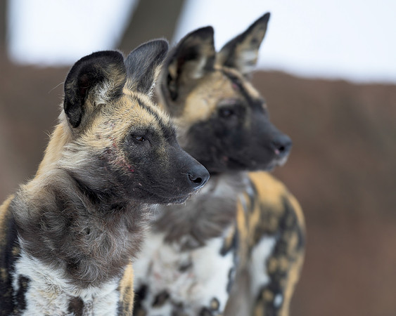 African Wild Dogs