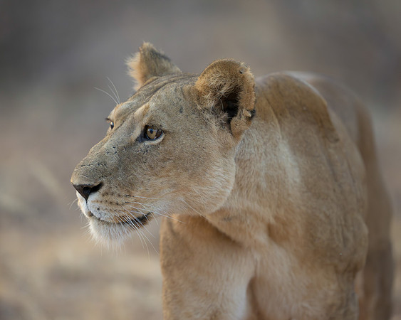 Lioness