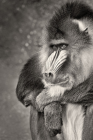 Mandrill