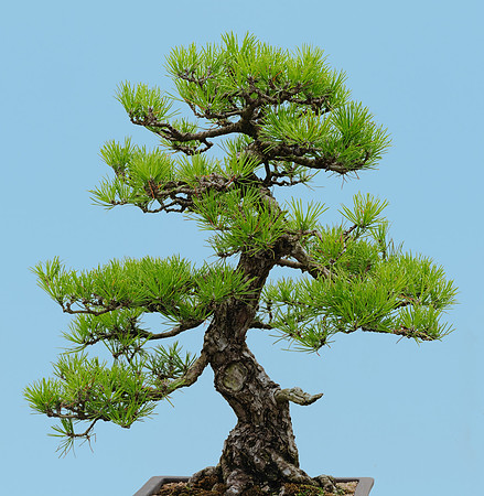 Japanese Black Pine