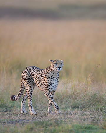 Cheetah
