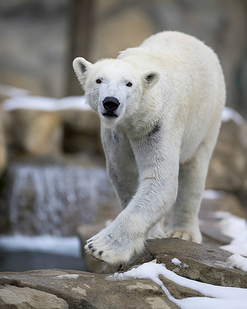Polar bear