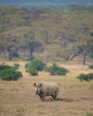 Black Rhinoceros
