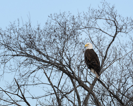 Eagles in tree