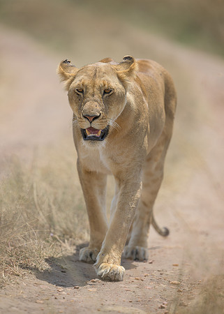 Lioness