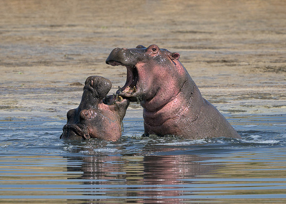 Hippopotamuses