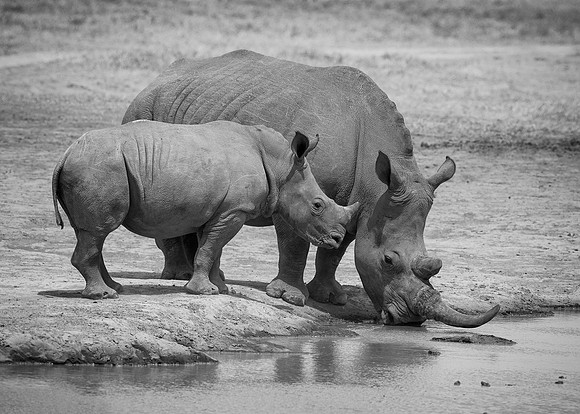 White Rhinoceroses
