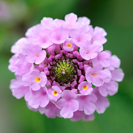 Vervain plant