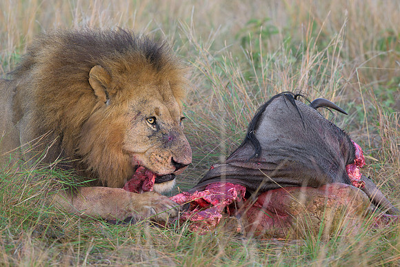 Lion with Kill