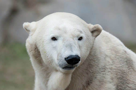 Polar bear