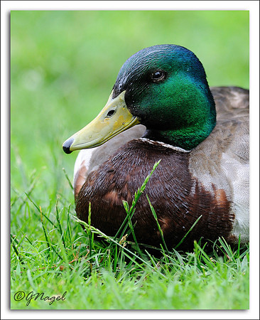 Duck