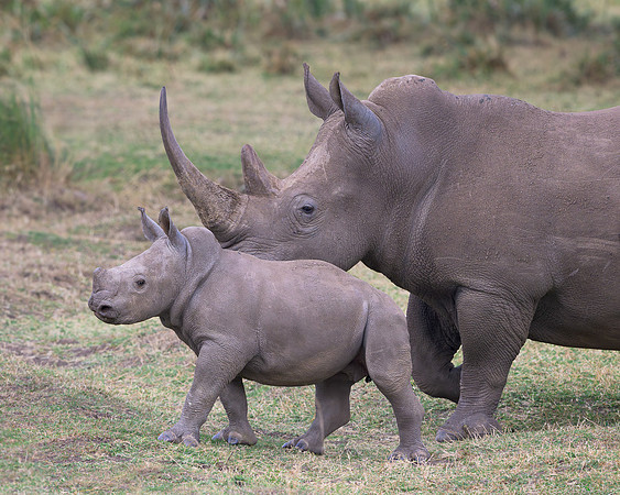 White Rhinoceroses